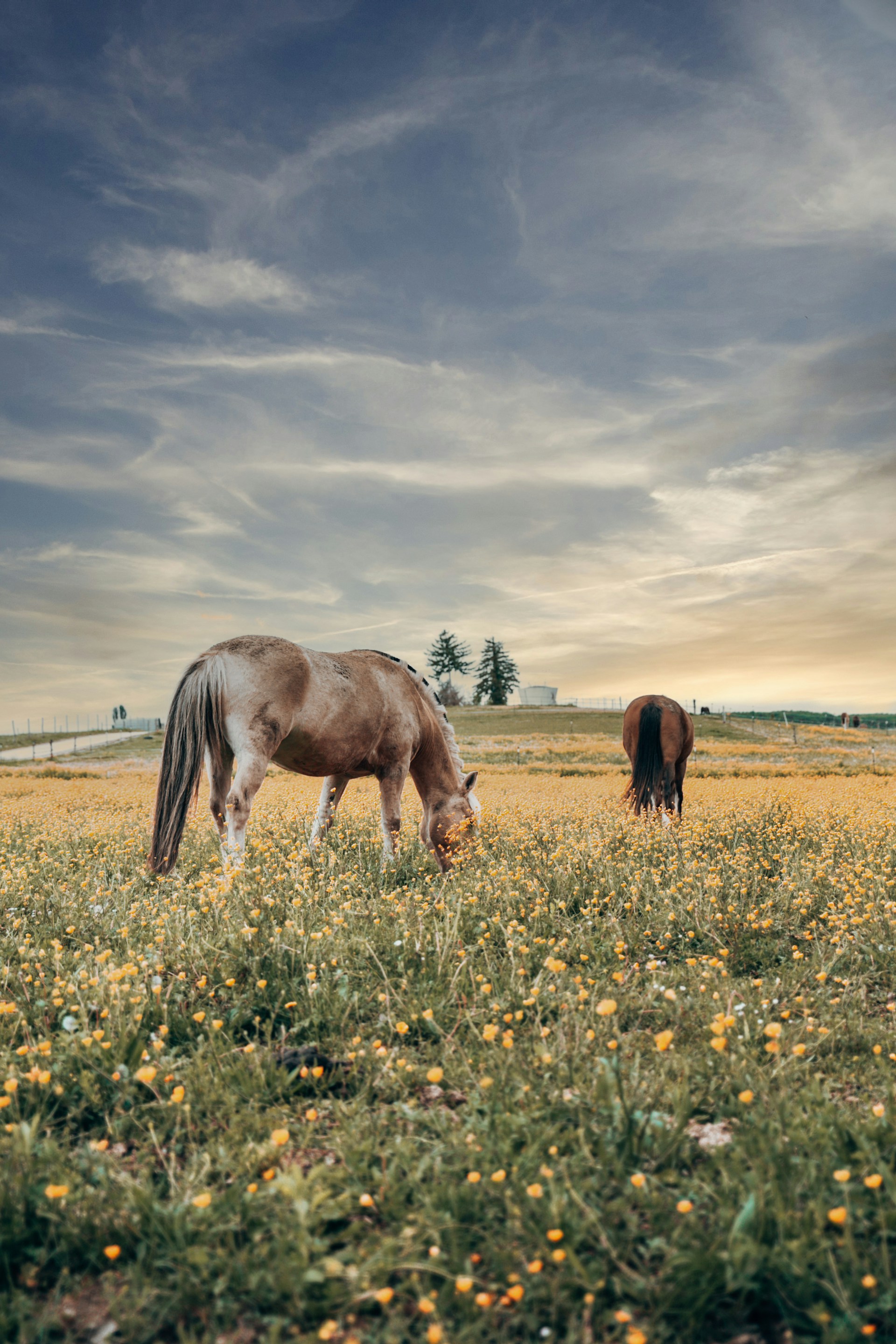 brown horse eating yellow flowers on green grass field under cloudy sky during daytime