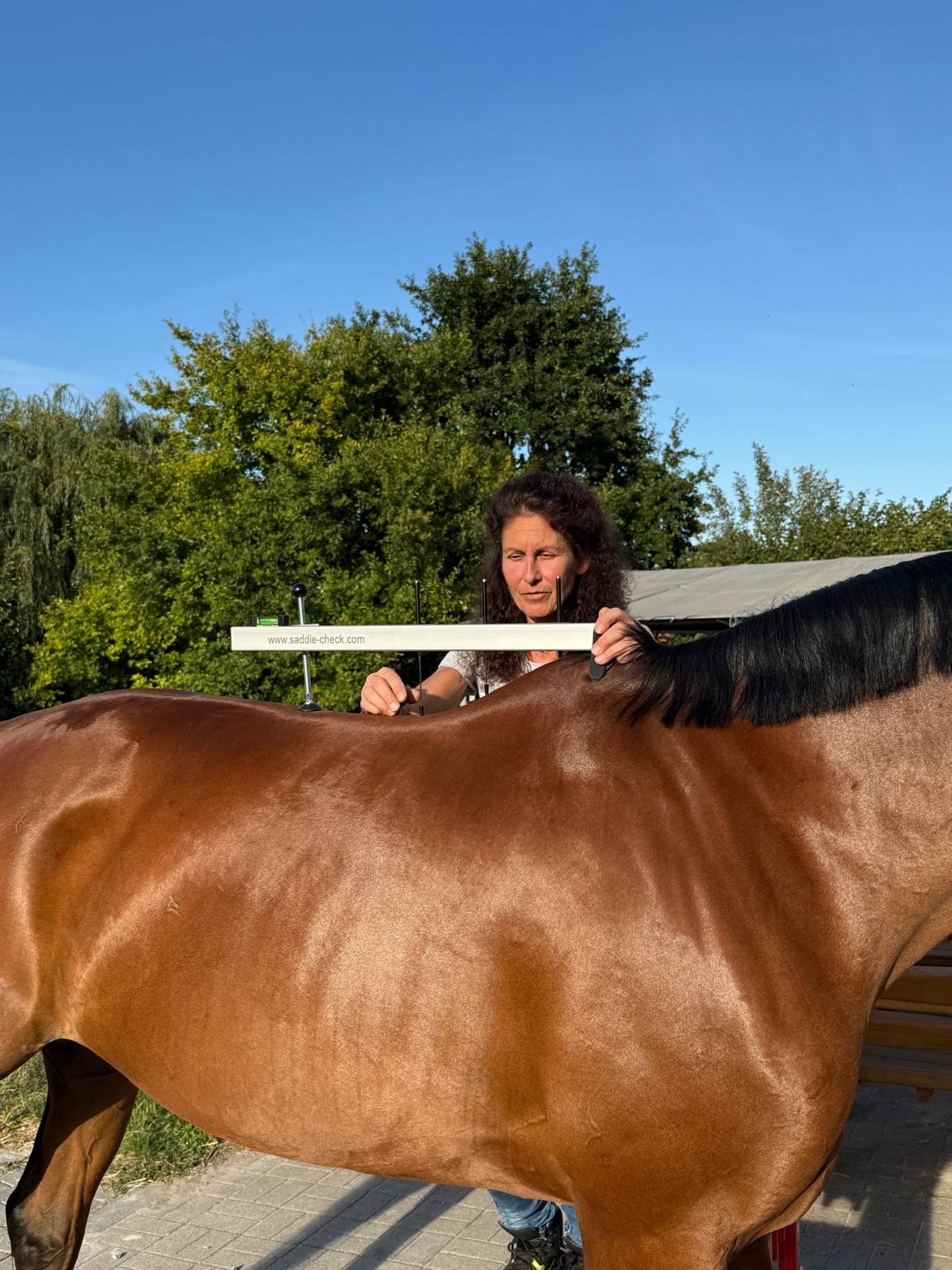 Frau misst ein Pferd